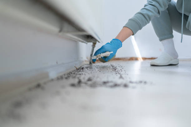 Flea Control Services in Lamar, SC